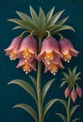 Rose Crown Imperial — a rose-to-plum crown imperial fritillaria with checkered bells under a crown of sage leaves on deep teal